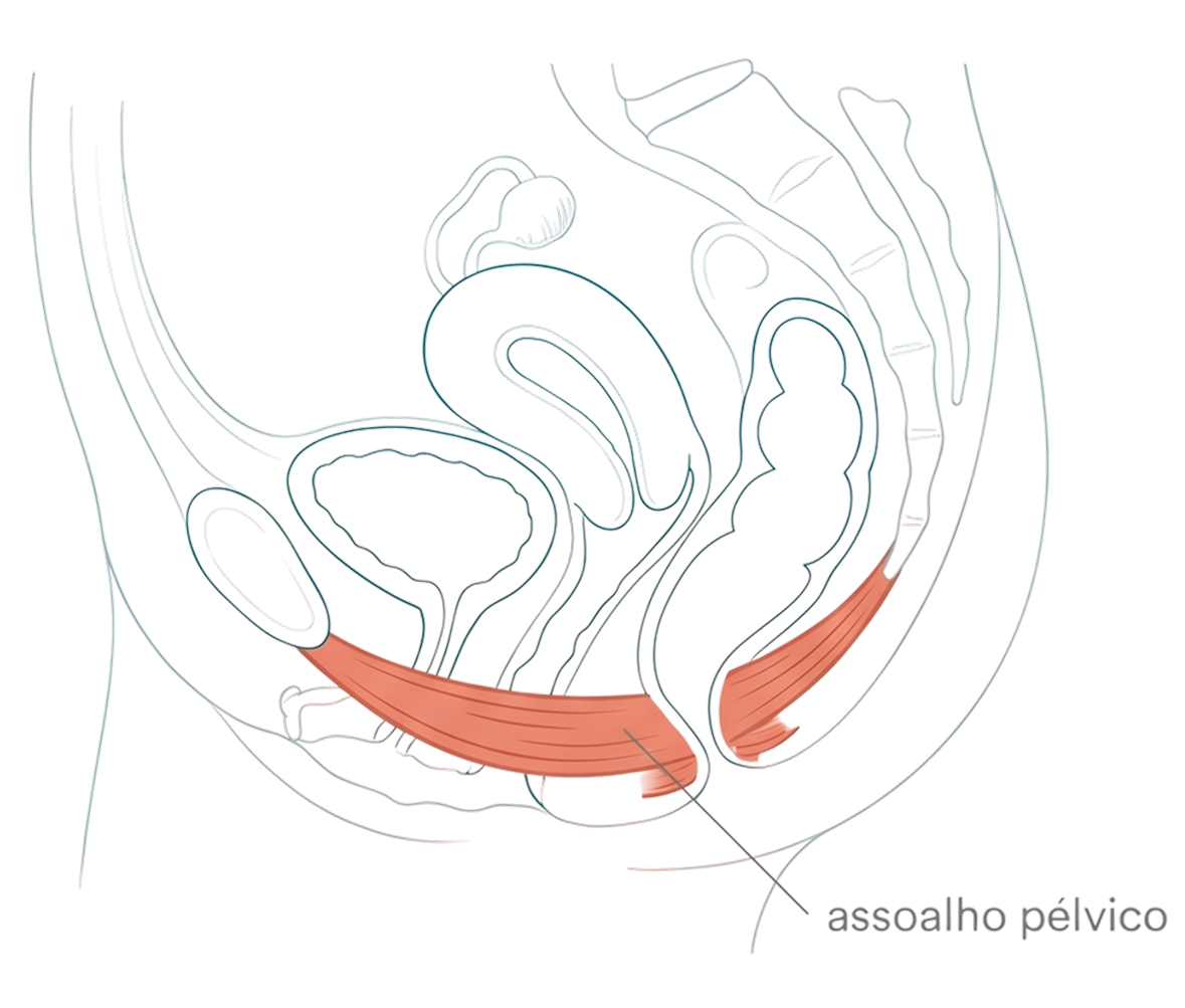 Diagrama anatômico mostrando a localização do assoalho pélvico no corpo feminino